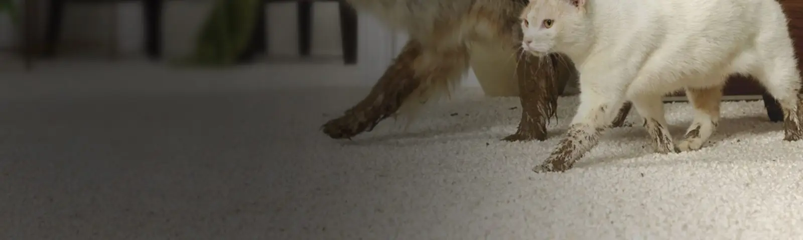 Carpet Stains | A & S Carpet Collection